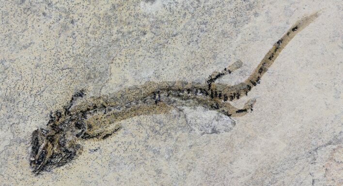 Permian Branchiosaur (Amphibian) Fossil - Germany #63584